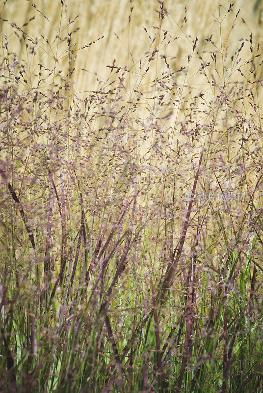 柳枝稷(Panicum)和芦苇(Calamagrostis) - II